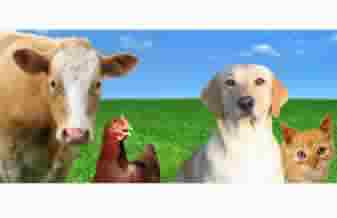 Armazen da Terra - Foto 1