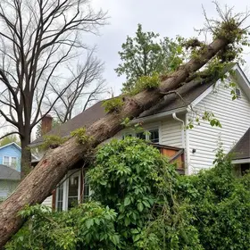Árvore cai sobre residência em cidade da RMBH