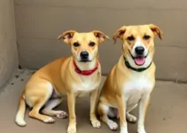 mutirão gratuito de castração de cães e gatos