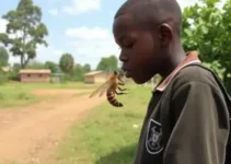 ataque de abelhas